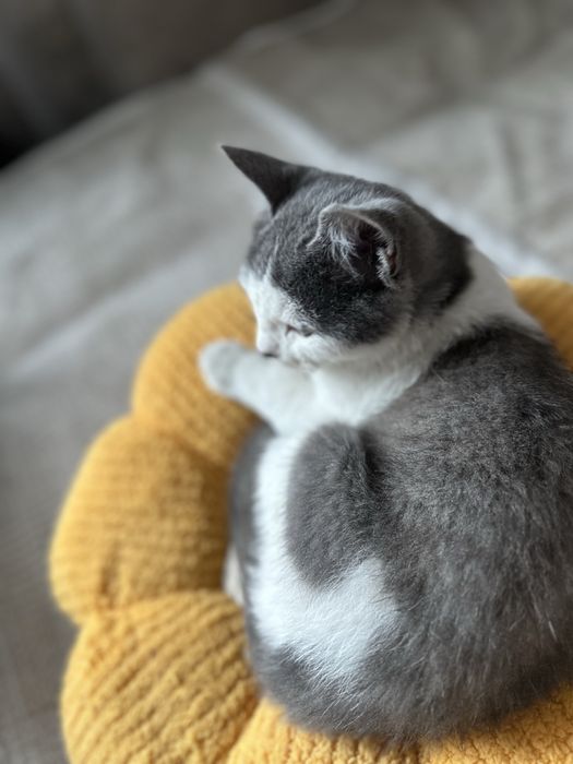 Котенок ищет любящих хозяев