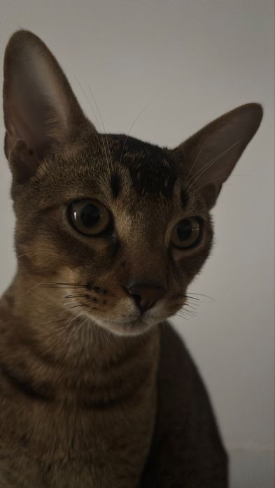 Продам 10 мес. кота, с паспортом