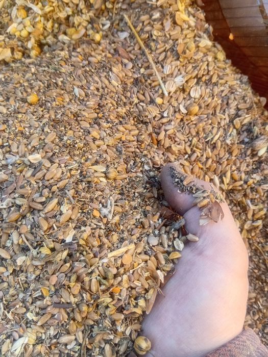 Продам зерноотходы пшеничные и чечевичные