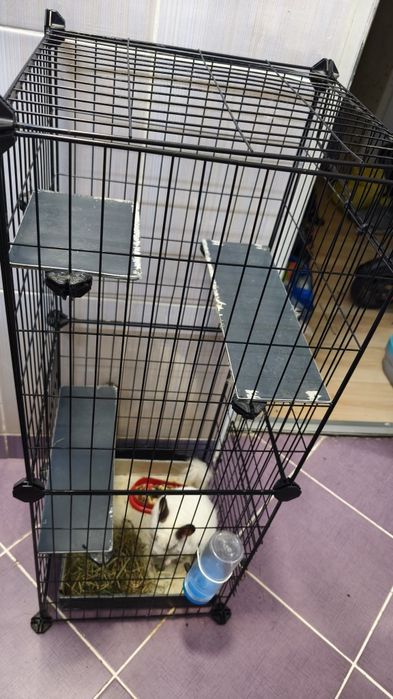 Chinchila , sinsila, vând