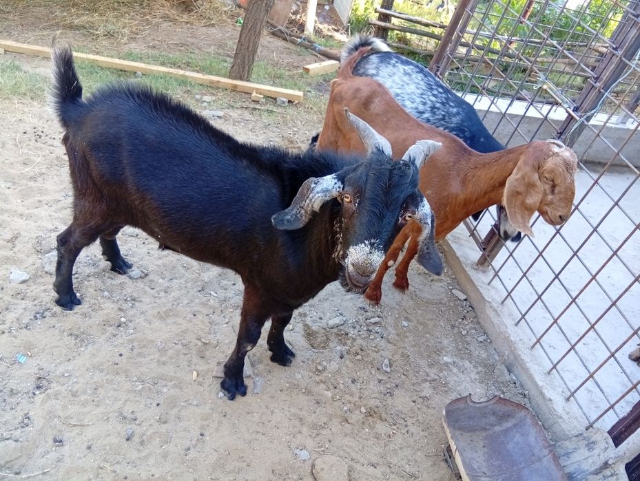 De vânzare preț 1.500 lei bucata .Crușeț Gorj.0768623812