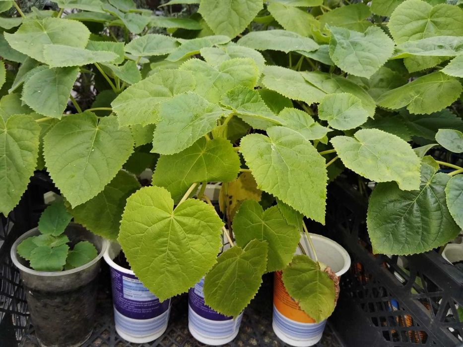 Puiet Pawlonia Tomentosa la pahare/ saculeti biodegradabili