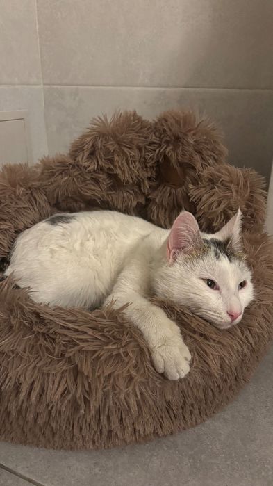 Кот ищет дом, Алматы