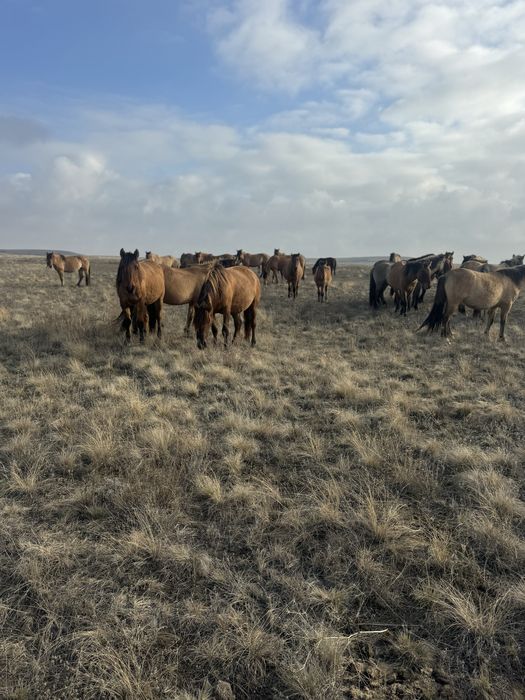 еркек тайлар сатылады 30 бас