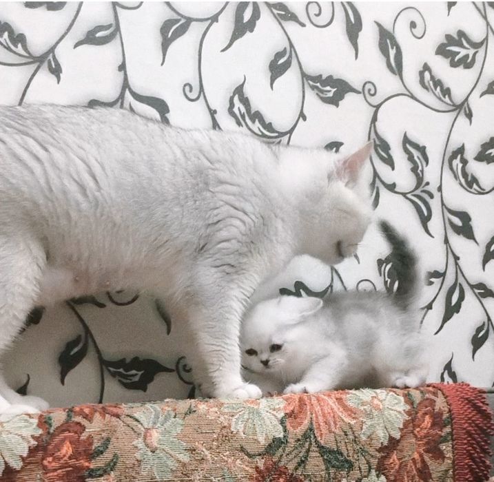 Британские котята из Проф.Питомника