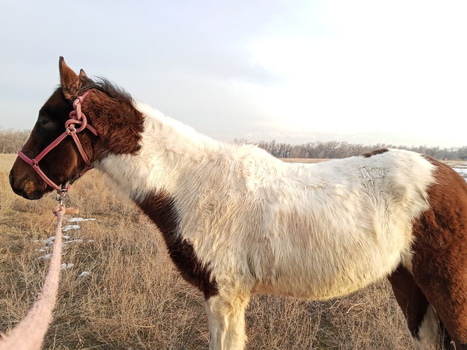 Дөнен шығар жылқы ат жеребец