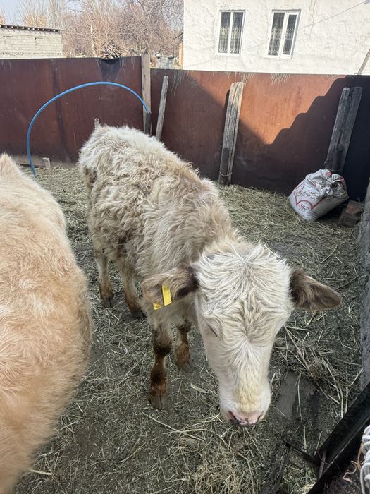 Продам телят два бычка две телки