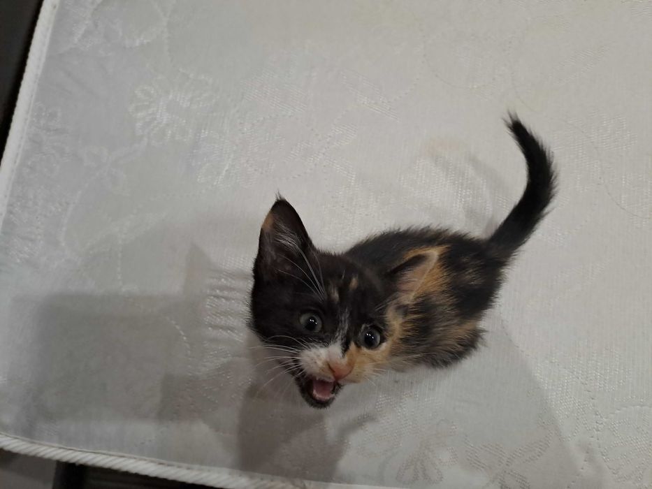 Подарява се коте на около месец. Търси любящ дом и собственици.