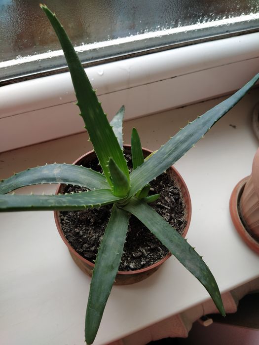 Алое вера для лечение