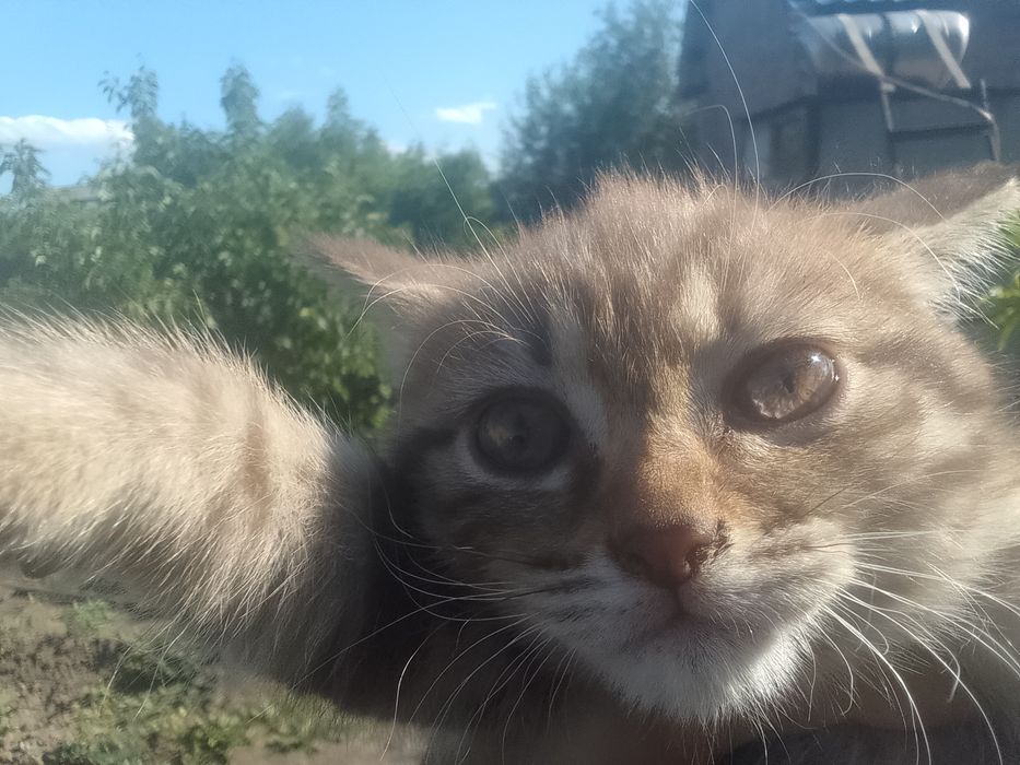 Котёнок ищет дом.