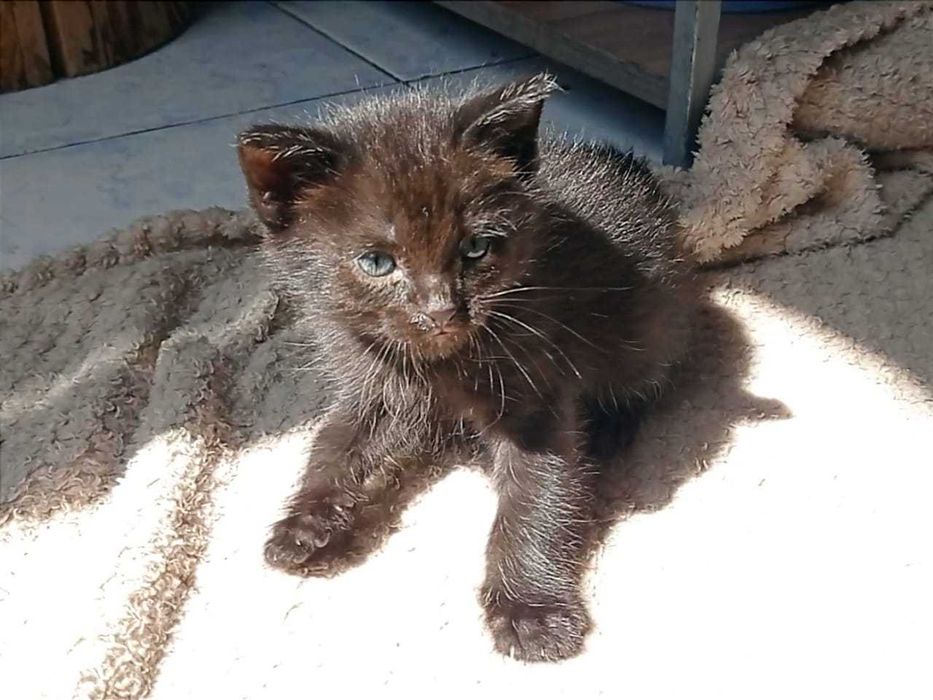 Красивые ухоженные котята