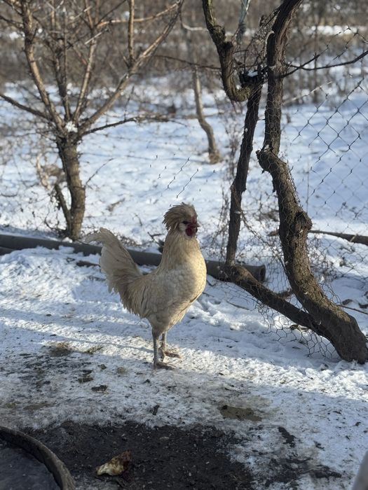Cocosi paduana motata olandeza