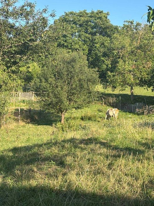 Casa veche + teren intravilan Rahau, Sebes 2387 mp