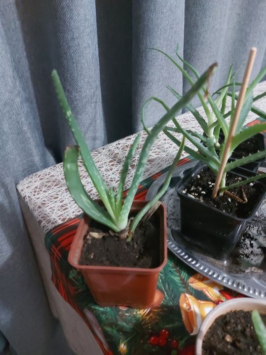 Продам растение АЛОЭ