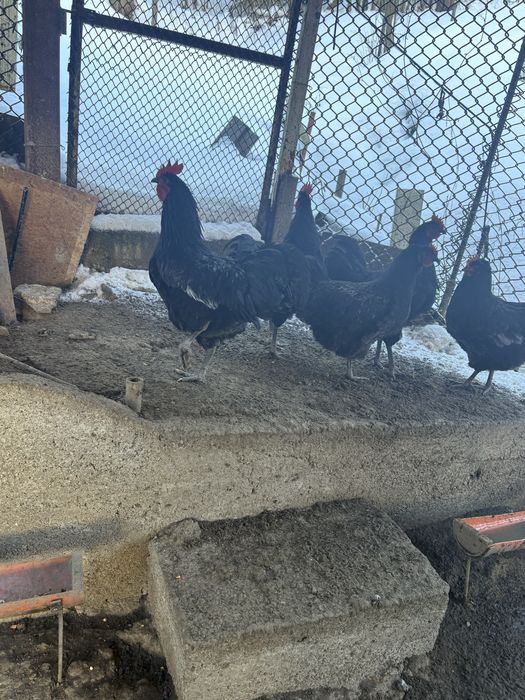 Vand cocosi australorp