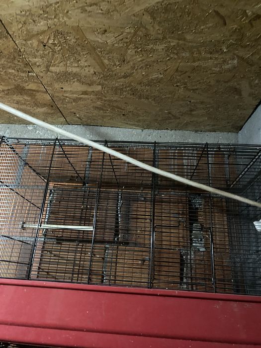 Vand custi de papagali