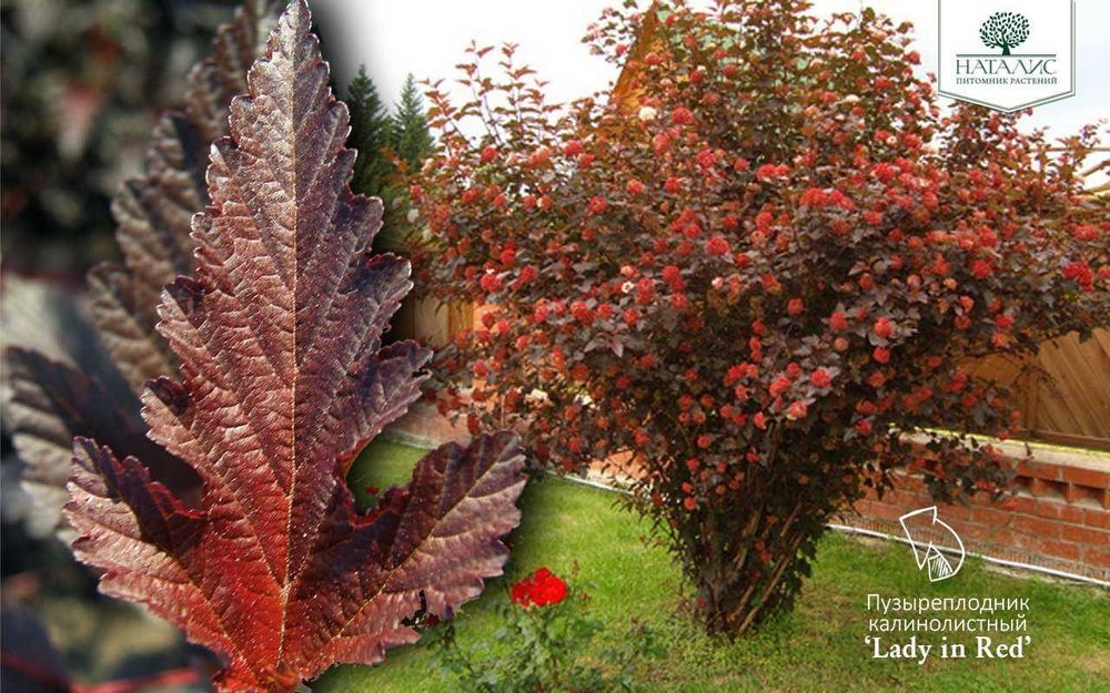 Тополь сирень рябина черемуха