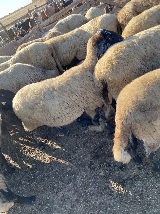 VAND OI  pentru pastrat