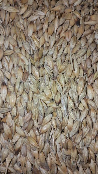 Продам зерноотходы корма(ячмень)