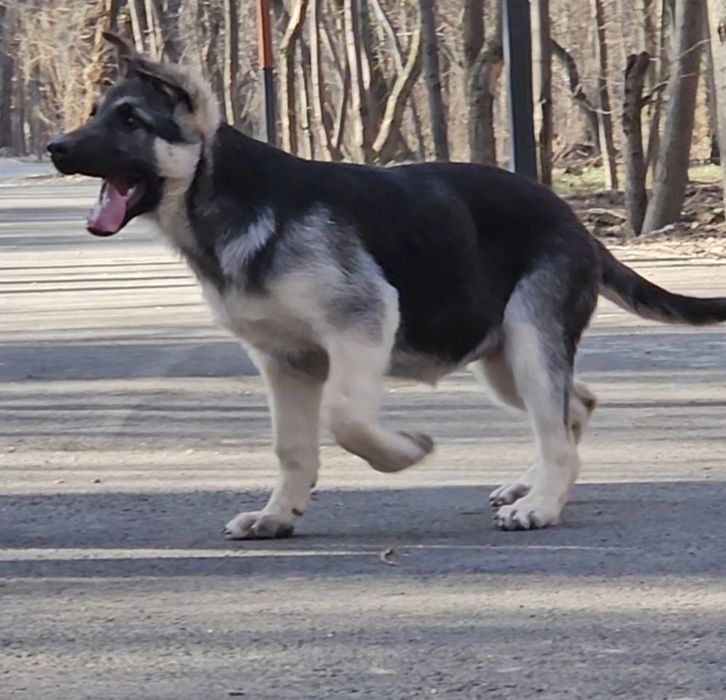 Щенок ВЕО,девочка