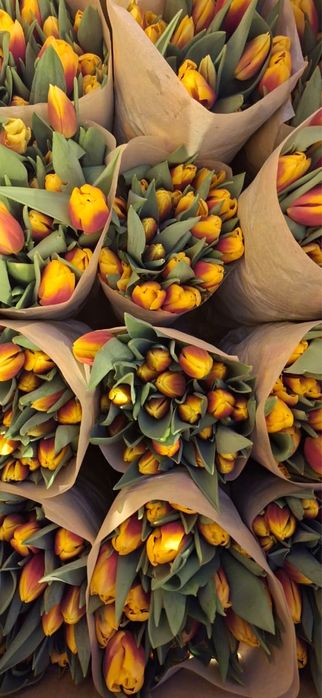 Степногорские Тюльпаны