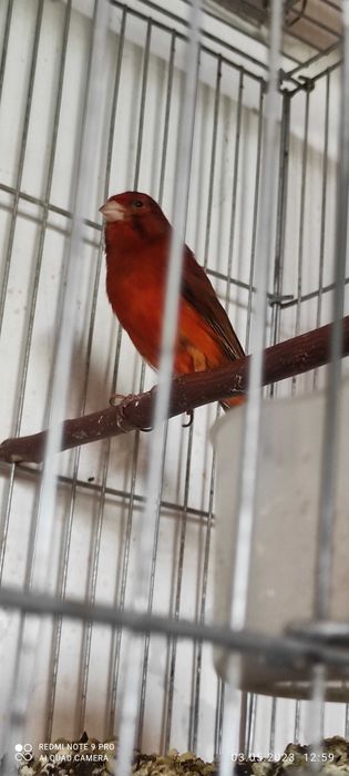 Канарейки красно дерево