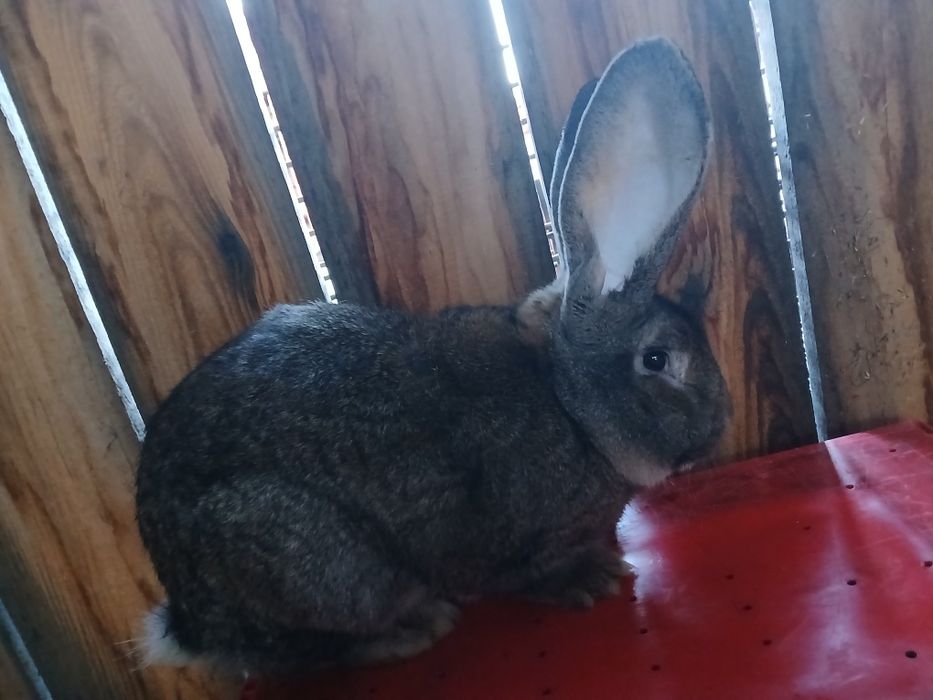 Vand iepuroi urias german