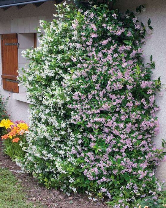 Жасмин 3-цвята (Вечнозелен)