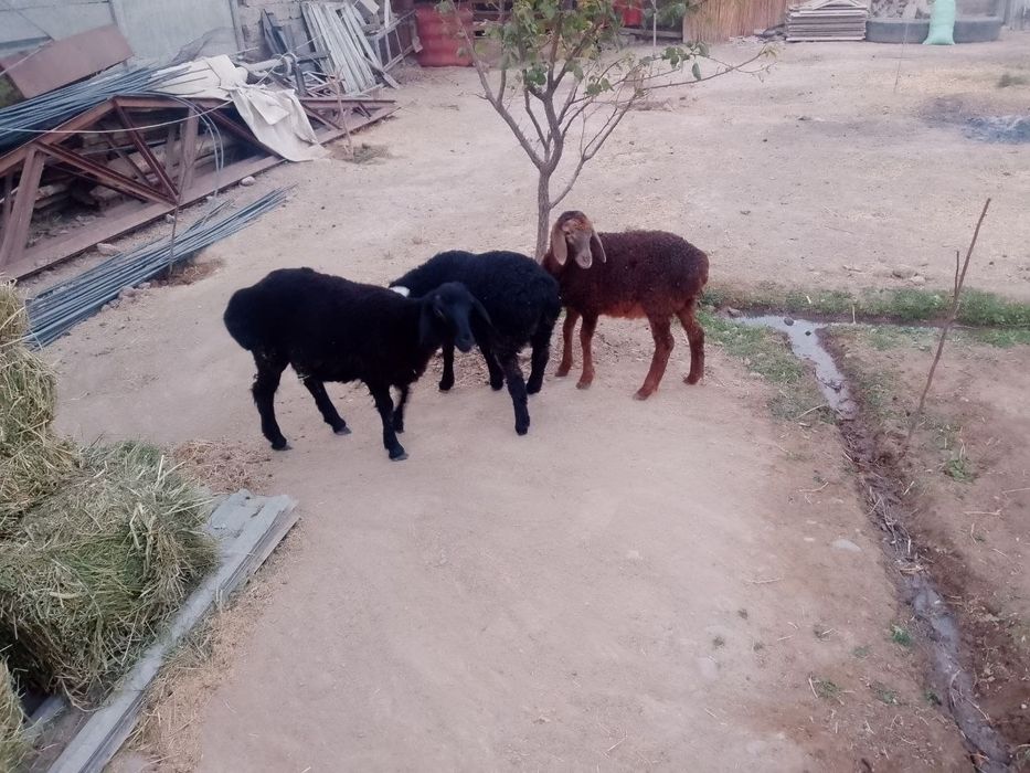 Qo'ylar sotiladi