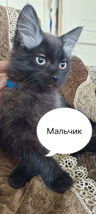 Отдам ласковых игривых котят