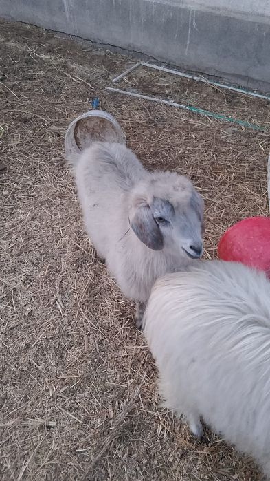 Козы, козы , козы