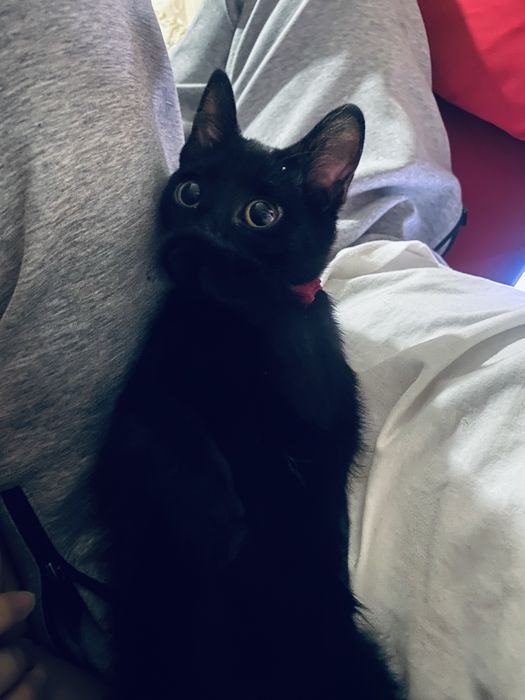 Котенок потерялся