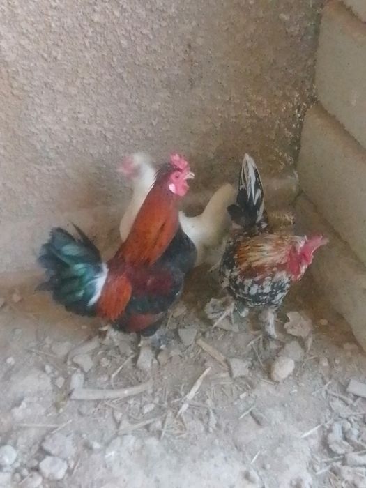 Японски тауықбен  қораздар бар