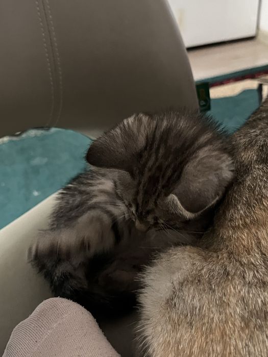 котенок бесплатно