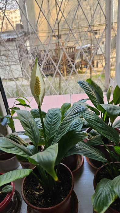 Цветок женское счастьяе