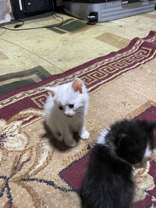 Котята в добрые руки