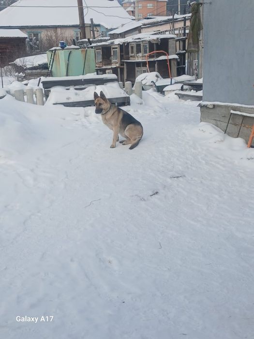 Щенки авчарки ВЕО