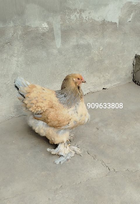 Брама товуқ палевый голубой