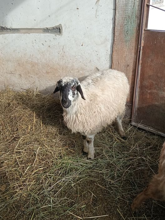 Ешкі, тоқты сатылады