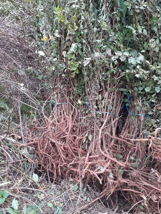 Gard viu din Ligustrum vulgare – lemn cainesc