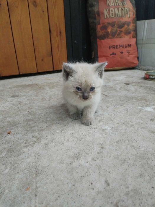 Отдам котят в добрые руки