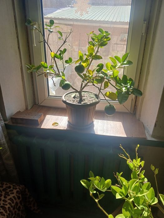 Лимонной дерево лимон