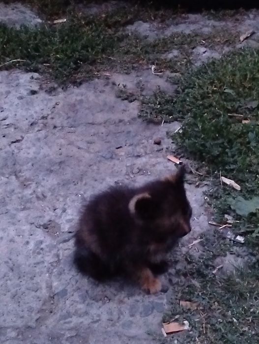 Отдам котят в хорошие руки .