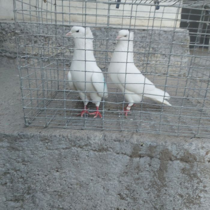 Бели чубати бровястые пара