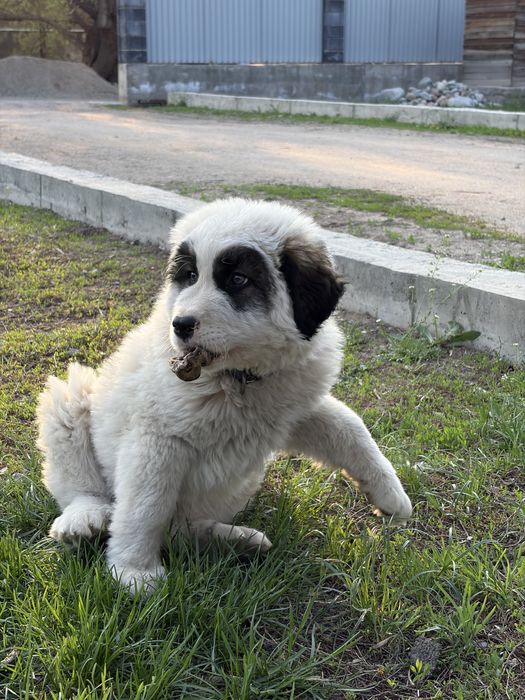 Қазақи төбет 2 айлық