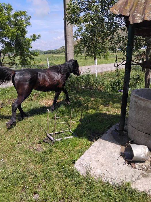 Cal de vânzare sânmărtinul de câmpie
