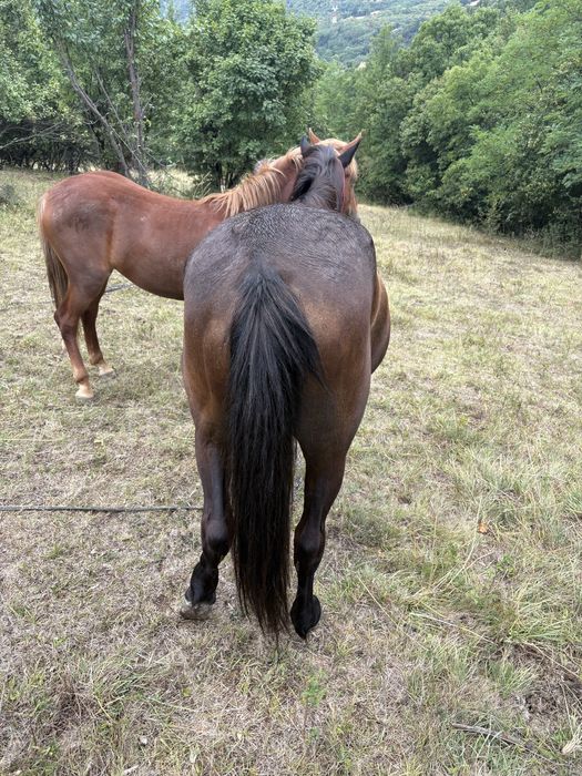 Vand iapă de 10 anii