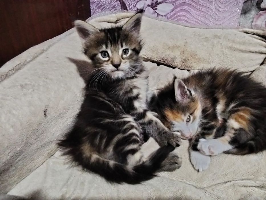 Котята Мейн-куна девочки