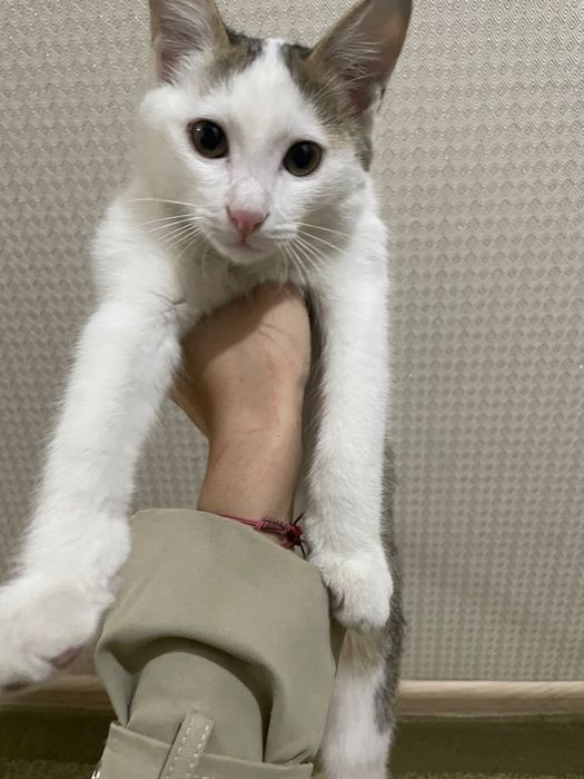 Кот мальчик 5 месяц
