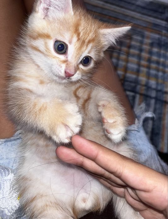 Котенок бесплатно